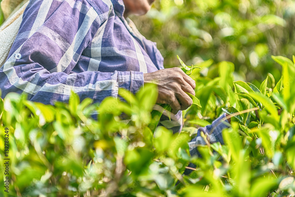 Sri Lanka: collection of tea in tea plantation
