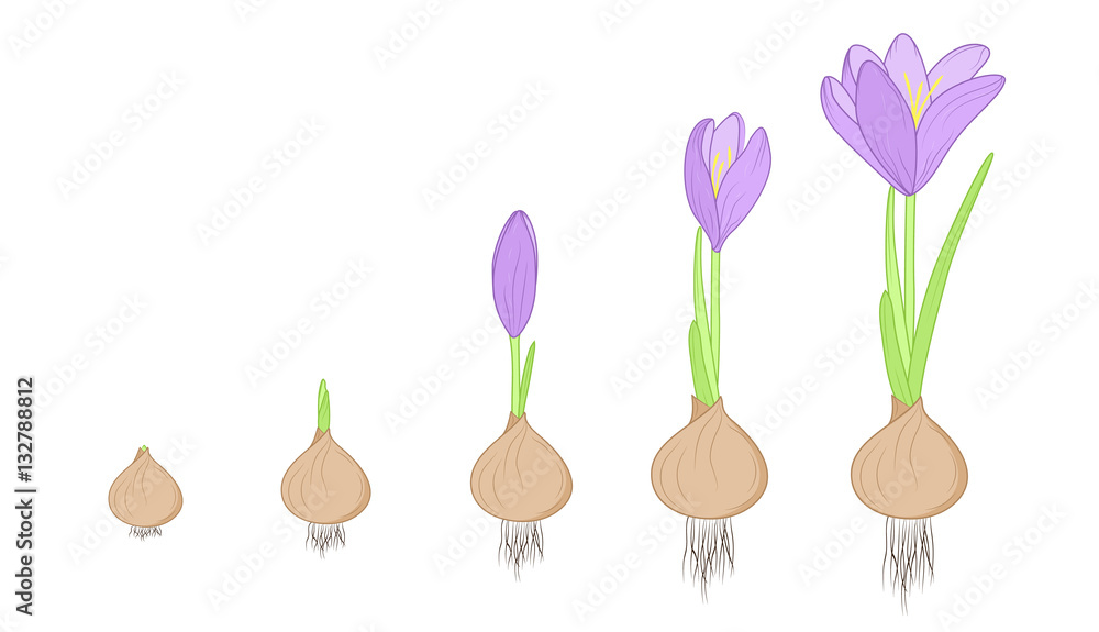 Crocus flower evolution germination life cycle stages. Growth concept from corm bulb to plant. Purple, green, brown isolated on white background. Detailed vector design illustration.
