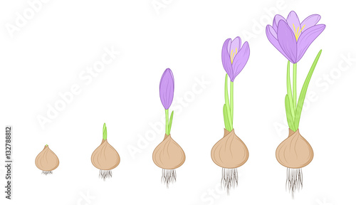 Crocus flower evolution germination life cycle stages. Growth concept from corm bulb to plant. Purple, green, brown isolated on white background. Detailed vector design illustration.