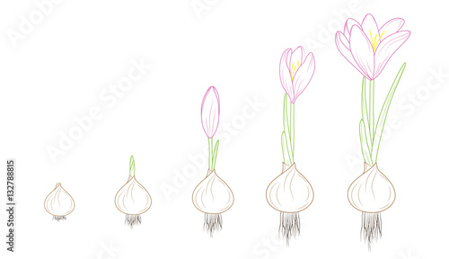 Flowering plant germination growth concept vector design illustration. Crocus evolution from corm bulb to flower. Detailed outline sketch vector design illustration. Purple  green  brown.