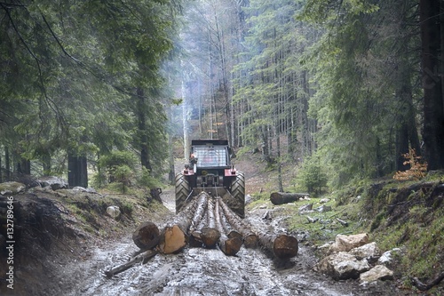 Skidding timber / Tractor is skidding cut trees out of the forest.