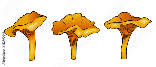 Vector chanterelles on white background, icon set of mushrooms chanterelles with outline, cartoon illustration, print design