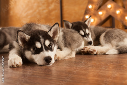 blue eyed beautiful husky puppies