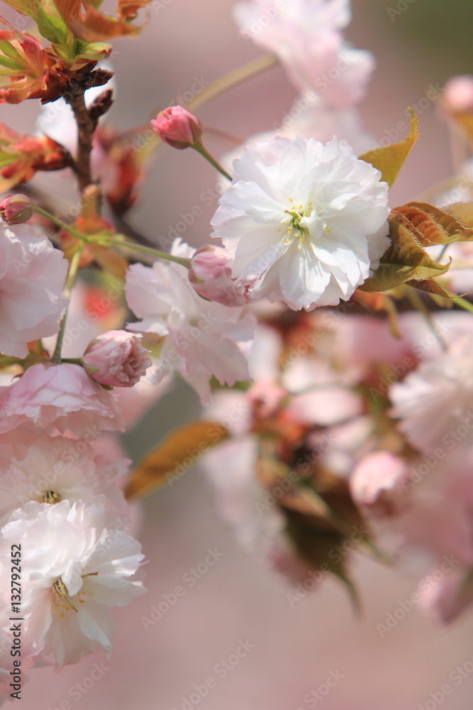 Fototapeta premium 八重桜