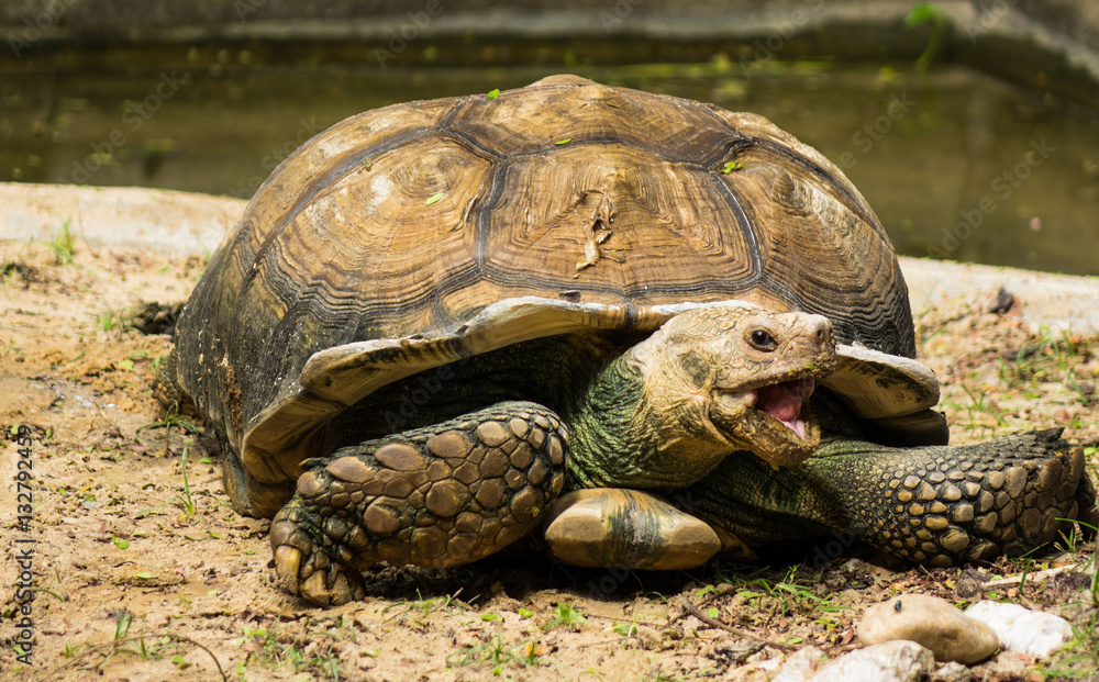 Fototapeta premium Turtle,Sulcata tortoise, Thailand zoo