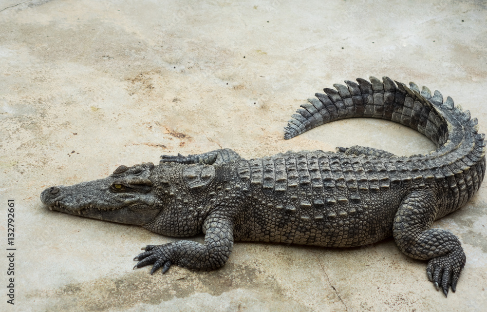 Saltwater crocodile in pond