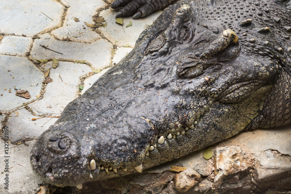 Fototapeta premium Saltwater crocodile in pond