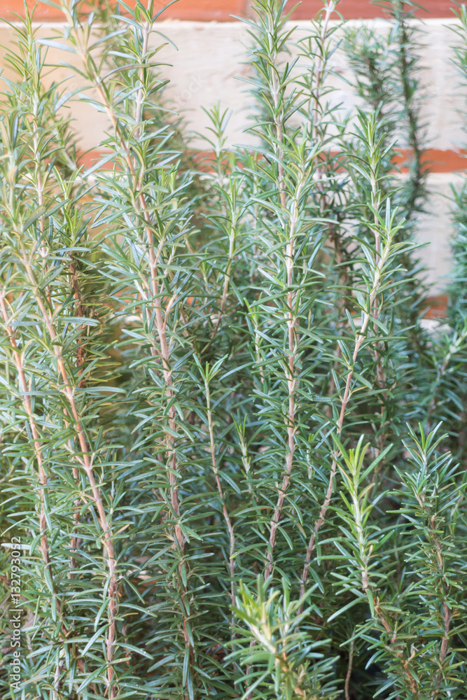 Freshly aroma herbs growing in the garden Freshly aroma herbs growing in the garden