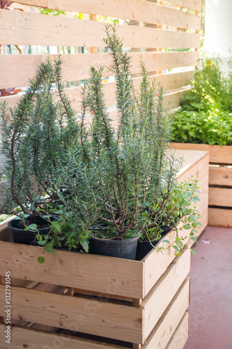 Freshly aroma herbs growing in the garden