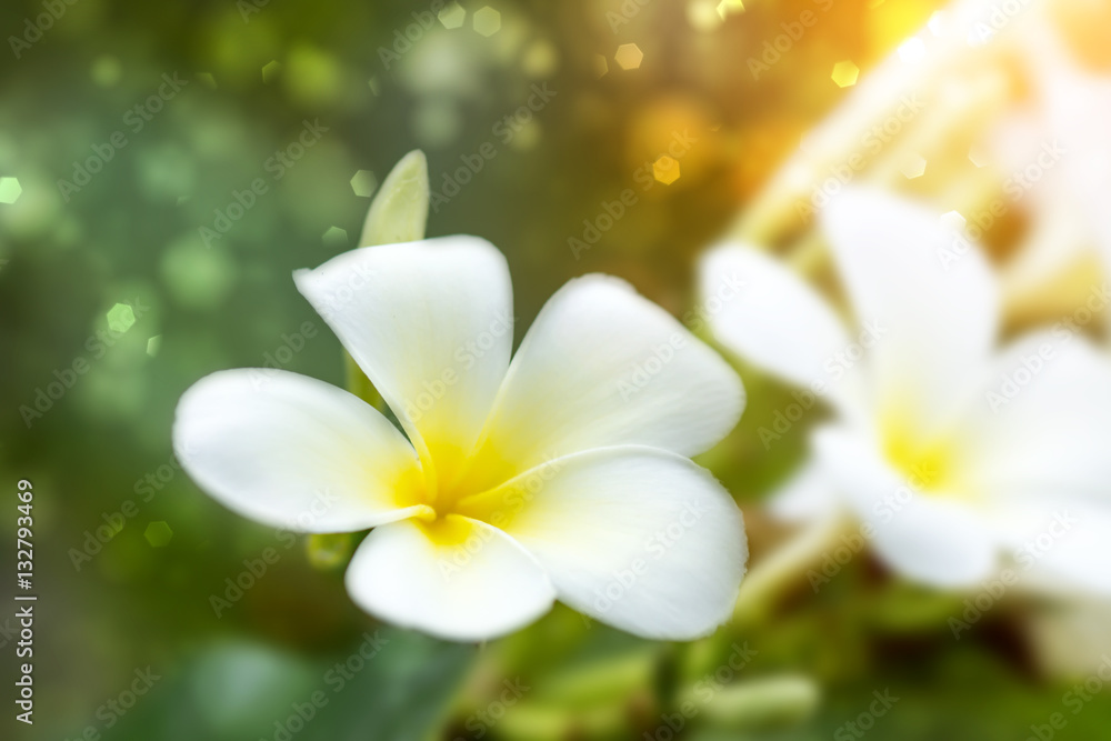 Plumeria (frangipani) flowers on tree Plumeria (frangipani) flowers on tree