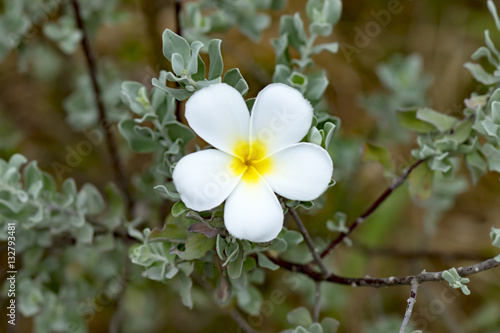 Plumeria (frangipani) flowers on tree