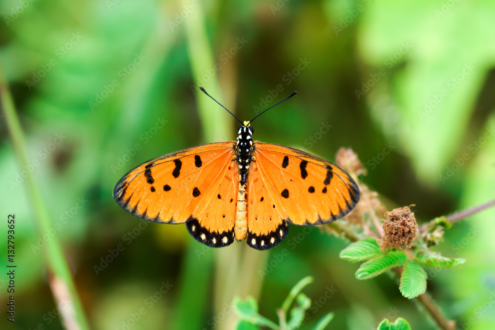 Closeup butterfly Closeup butterfly