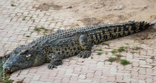 Saltwater crocodile in pond