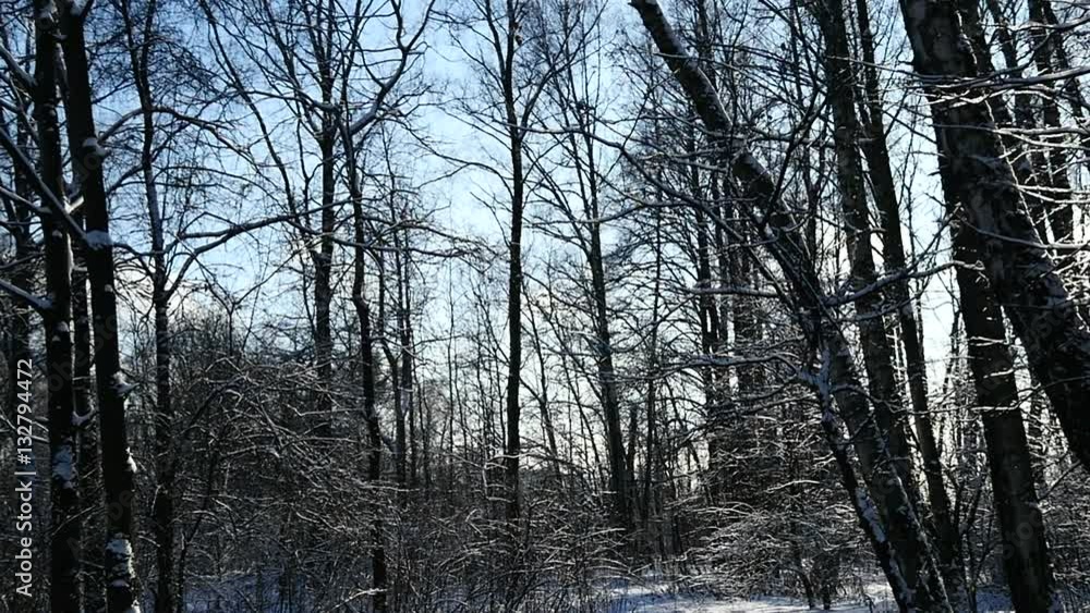 Sunset In Winter Forest. Sun Shine Through Tree Branches Covered With Snow Sunset In Winter Forest. Sun Shine Through Tree Branches Covered With Snow