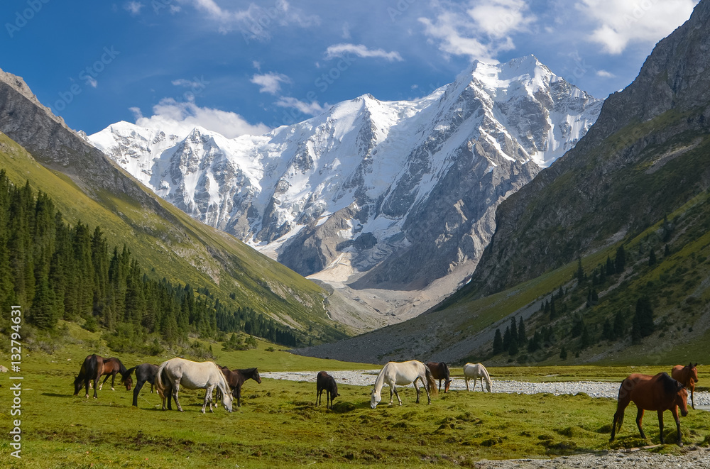 Fototapeta premium Wild horses on a sunny meadow in the mountains. Herd of horses grazing in picturesque mountains in Tian Shan mountain, Karakol, Kyrgyzstan, Jety-Oguz, Central Asia. 