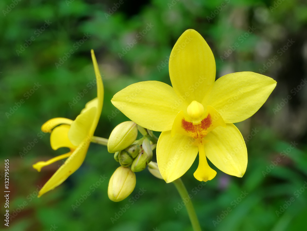 Fototapeta premium Ground orchids flower