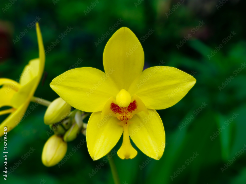 Fototapeta premium Ground orchids flower