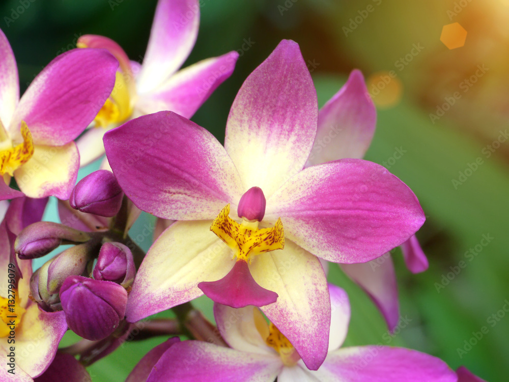 Ground orchids flower Ground orchids flower