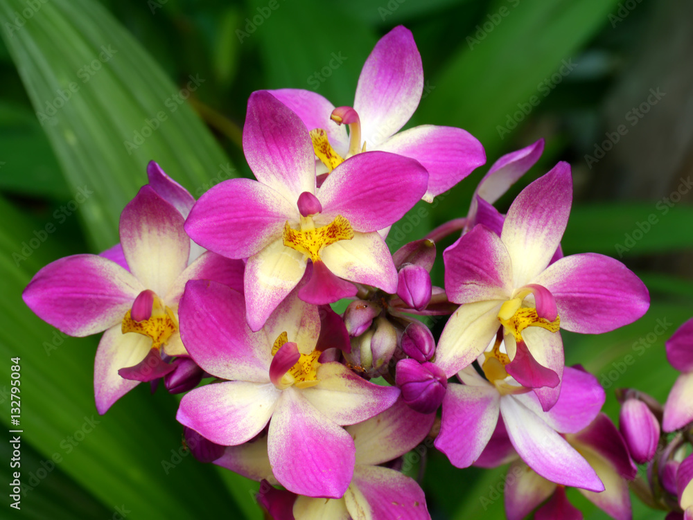 Ground orchids flower