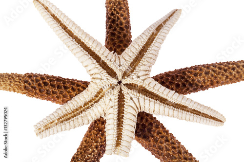 Sea stars isolated on white background  close up