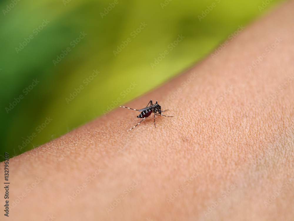 Close-up of a mosquito sucking blood in rainforests. Close-up of a mosquito sucking blood in rainforests.