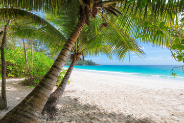 Stickers Plage et Mer Beautiful white sand beach wiht palm trees.  © lucky-photo