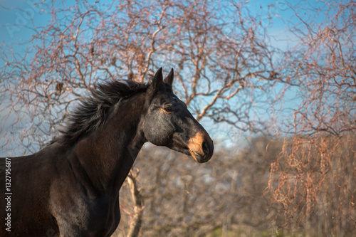 Portrait of buy horse on blue sky and trees background