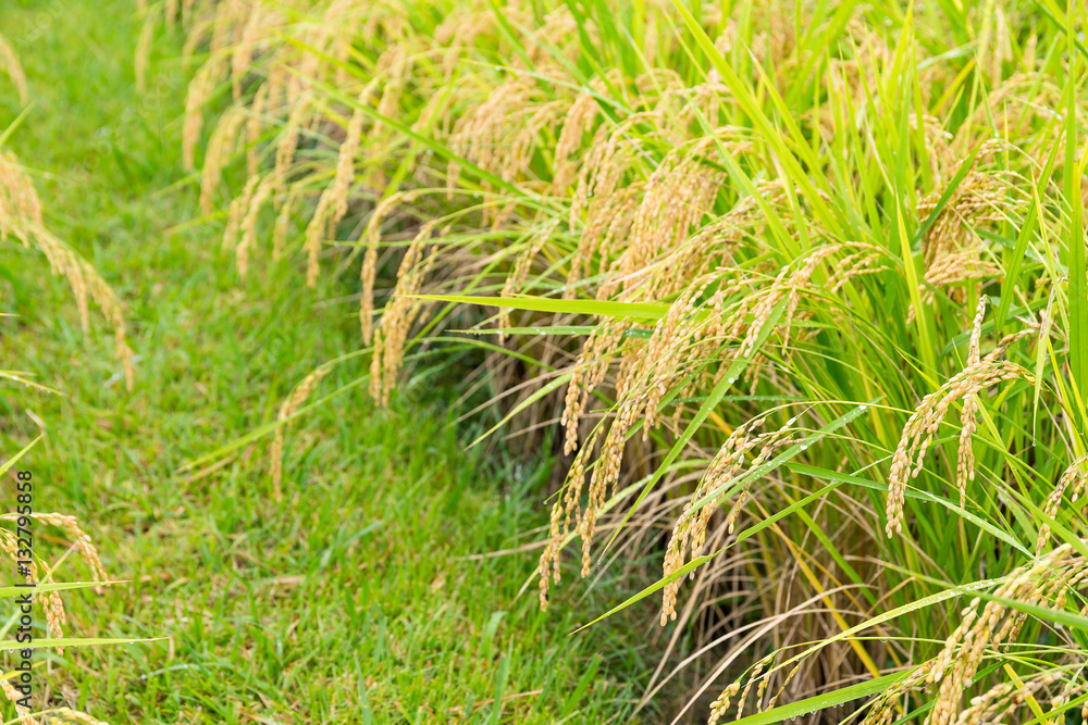 Rice farm Rice farm