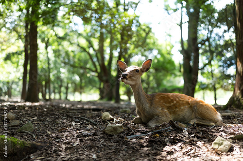 Fototapeta Naklejka Na Ścianę i Meble -  Wild deer in Nara park