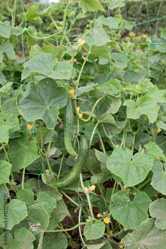 Part of Cucumber plant