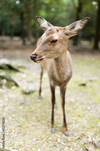 Wild deer