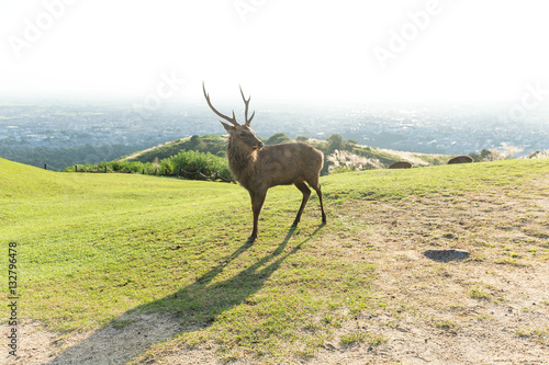 Fototapeta Naklejka Na Ścianę i Meble -  Red Stag Deer
