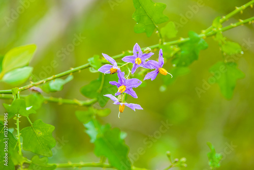 flower of Solanum trilobatum photo