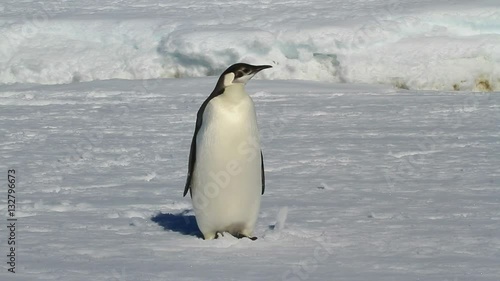 young emperor penguin who stands on the frozen ocean winter sunny day
