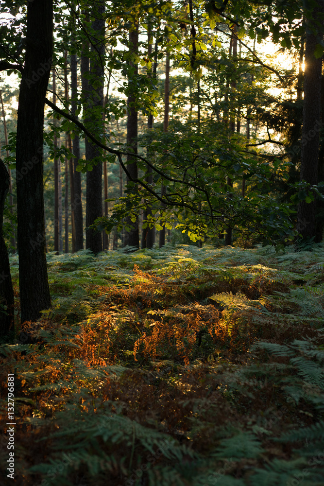 Obraz premium Kalmit