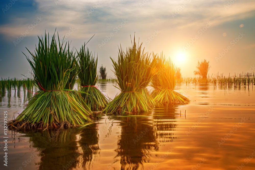 Obraz premium rice plant in rice field with sunlight