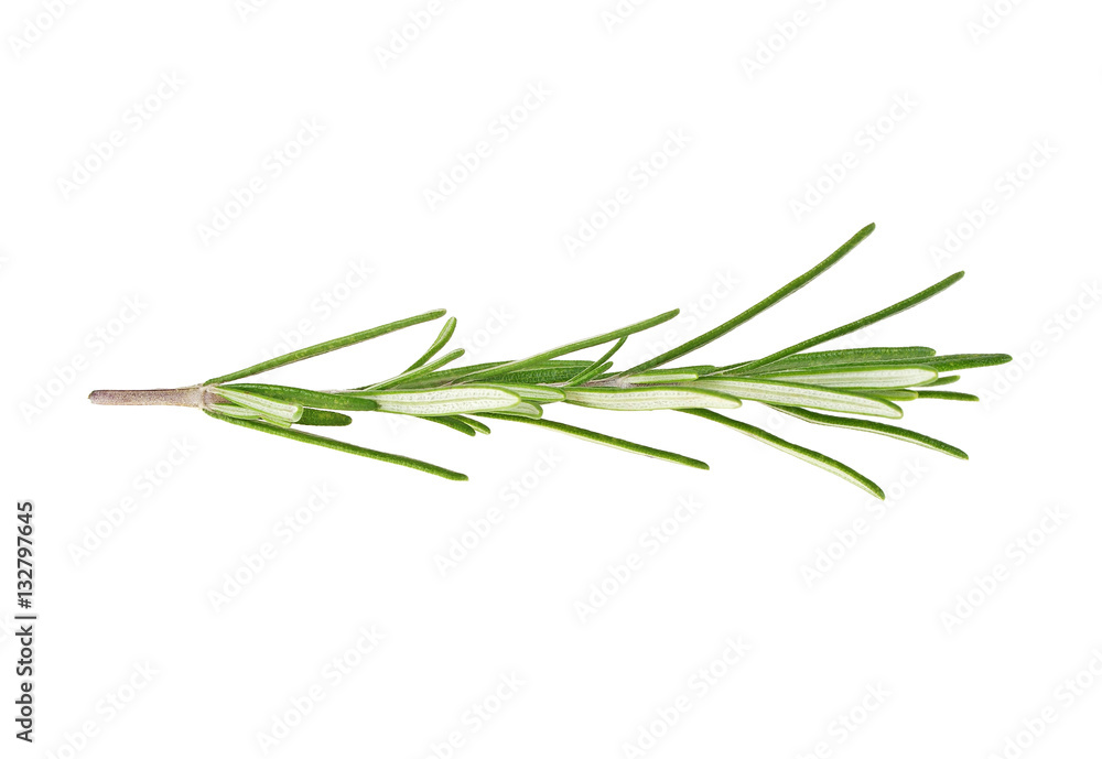 Fresh green sprig of rosemary isolated on a white background Fresh green sprig of rosemary isolated on a white background