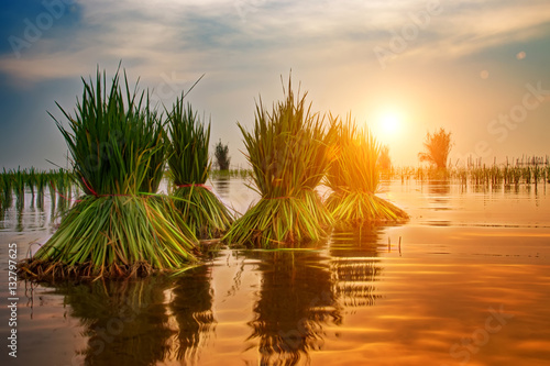 rice plant in rice field with sunlight