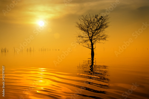 Silhouettes of tree and sun at the lake.