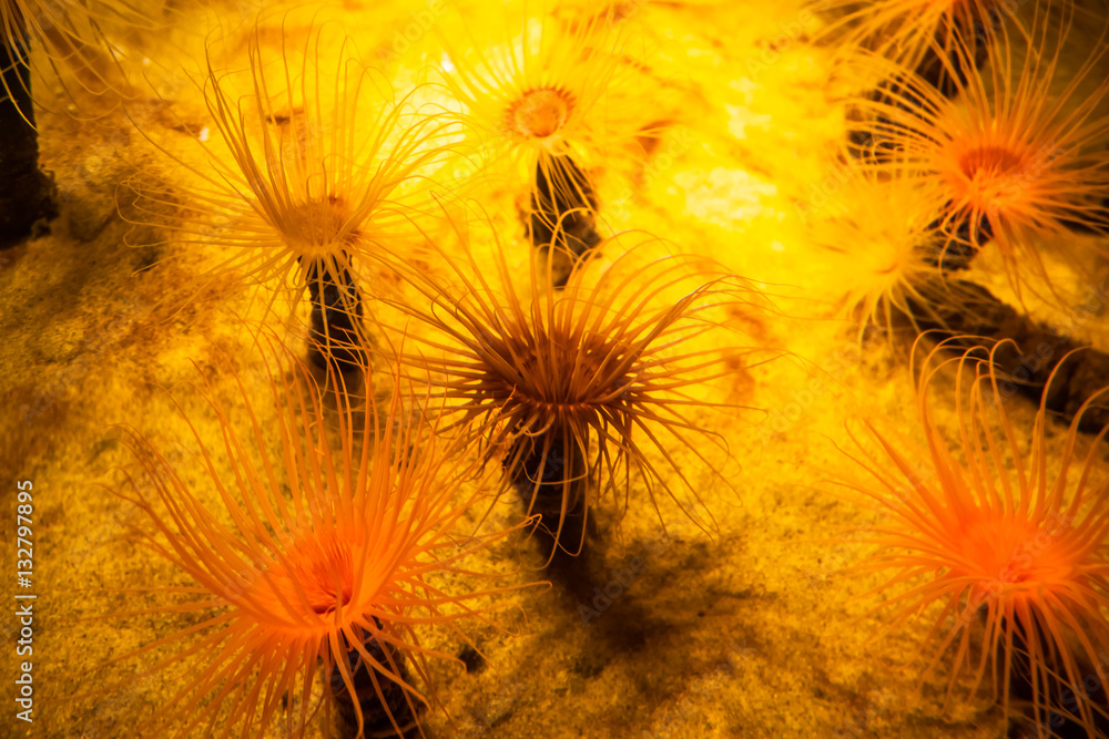 Anemone with tentacles. Orange under sea plant. Anemone with tentacles. Orange under sea plant.