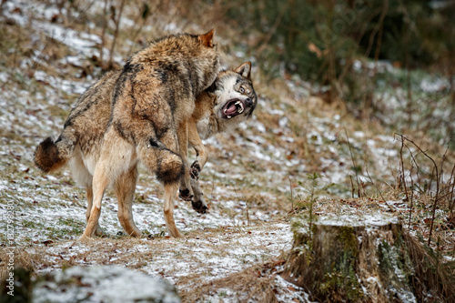 Eurasian wolves fight in nature habitat of bavarian forest, national park in eastern germany, european forest animals, canis lupus lupus, young males