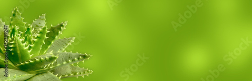 Fotografia aloe vera aloès