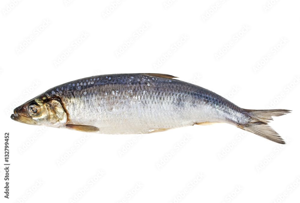 Salted herring fish isolated on white background Salted herring fish isolated on white background