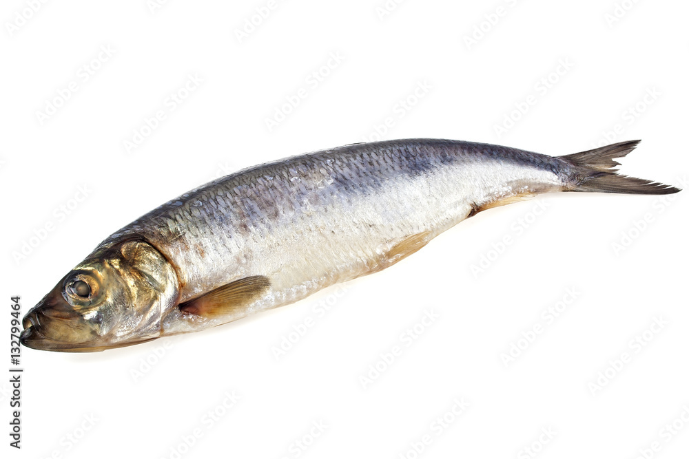 Salted herring fish isolated on white background Salted herring fish isolated on white background