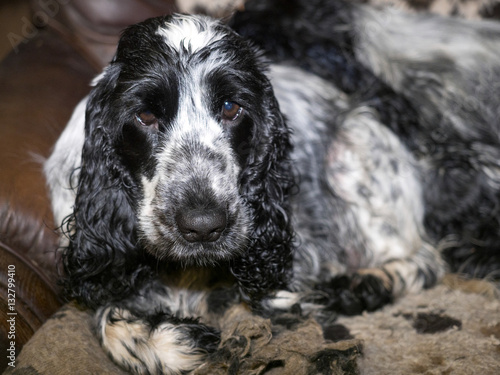 female English Cocker lying on the sofa