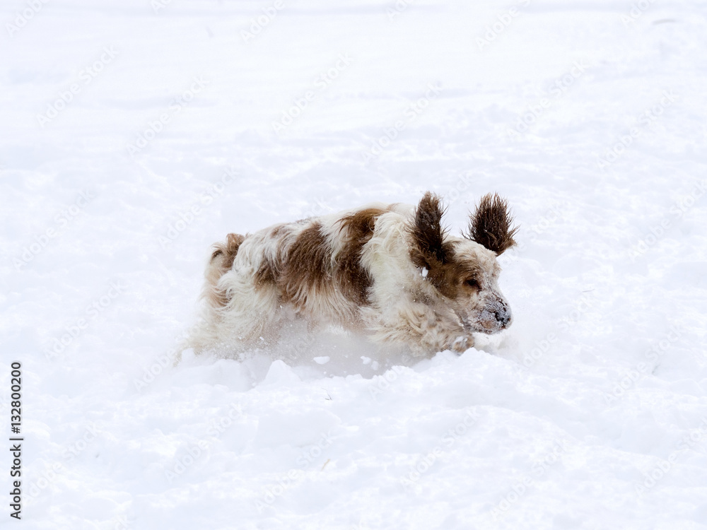 English Cocker takes pleasure in freshly fallen snow English Cocker takes pleasure in freshly fallen snow
