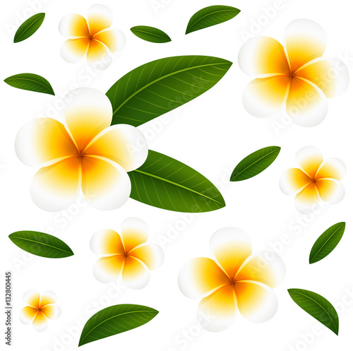 Seamless background with white plumeria flowers