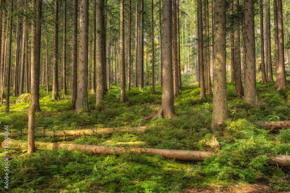 Fototapeta lichtdurchfluteter Wald mit Stämmen