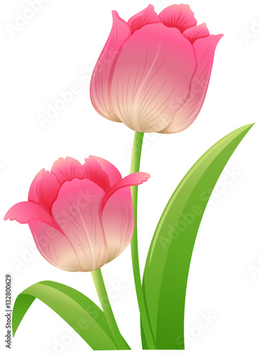 Pink tulip with green leaves