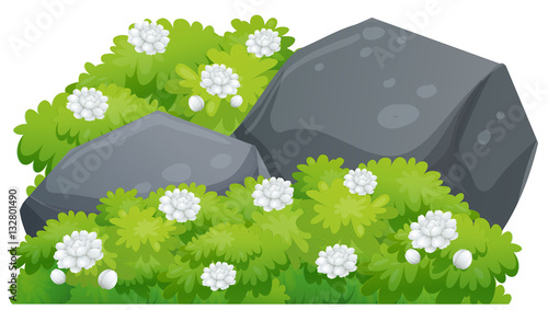 Jasmine flowers on green bush
